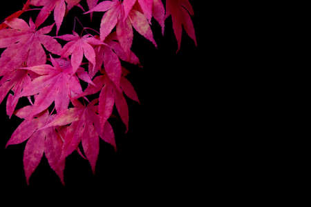 Red japanese maple leaves on black background with copy spaceの写真素材