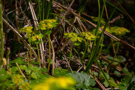 Close up of Alternate leafed golden saxifrage, also called Chrysosplenium alternifolium or Milkwort