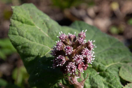 Purple blossom of the common butterbur, also called Petasites hybridus or Gewoehnliche Butterburの写真素材