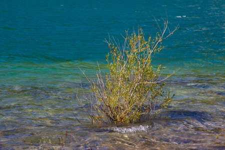 Small bush growing in the water on the lakeshoreの写真素材