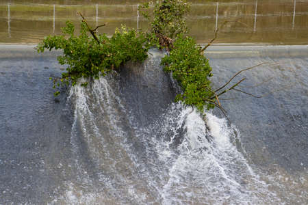 Tree trunk overgrown with ivy hanging on a weir