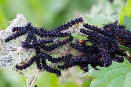Freshly hatched caterpillars of a peacock butterfly, also called Aglais ioの写真素材