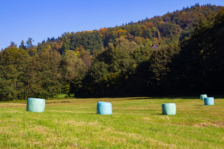Hay rolls wrapped in green plasticの写真素材