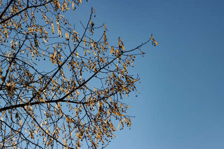 Seeds of a linden tree isolated on blue sky in winter