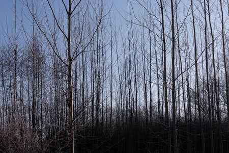 Thin tree trunks for vertical natural background