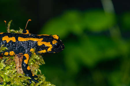 Black and yellow Fire Salamander on moss with focus on the head, also called salamandra salamandra