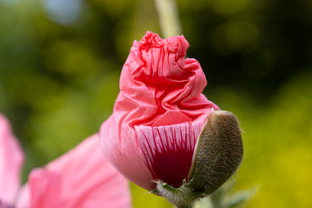 Close up of a red flower bud oriental poppy, Papaver orientaleの写真素材