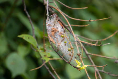 Silk web of the apple ermine moth, also called Yponomeuta malinellus or Apfelgespinstmotte