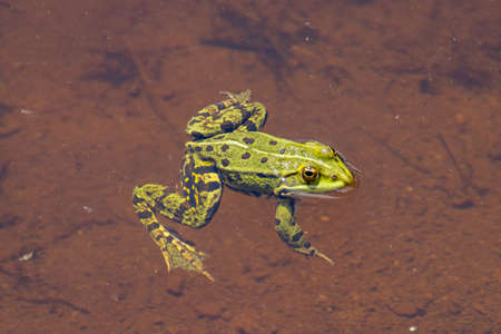 Frog swimming in the water, Pelophylax esculentus