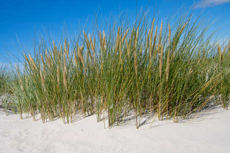 Close up of beach or marram grass, also called Ammophila arenaria or beach grassの写真素材