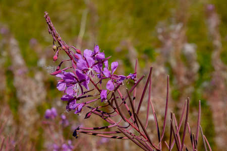 Close up of purple flowers of Fireweed, also called Epilobium angustifolium