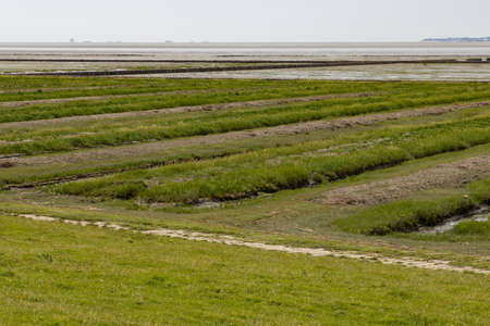 Wood barrier for land reclamation in the wadden sea, north sea Germanyの写真素材