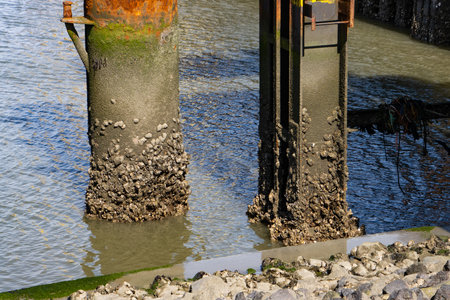 Metal pole in the water covered with oystersの写真素材