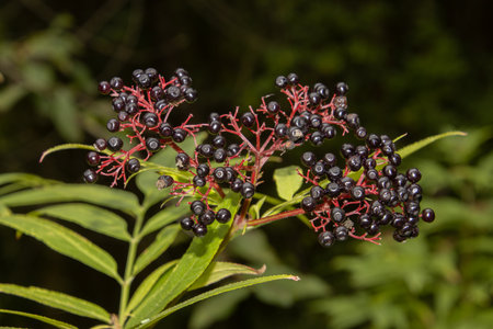 Black berries of danewort, also called Sambucus ebulus