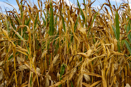 Dry corn field during a drought