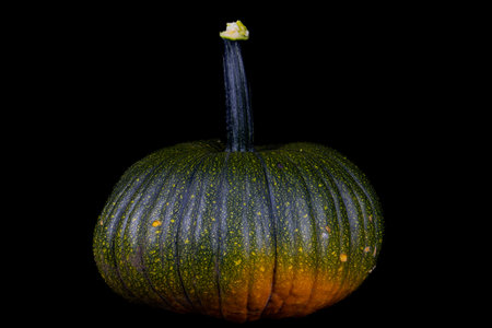 Green and orange pumpkin isolated on black backgroundの写真素材