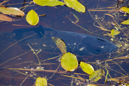 Carp in a pond covered with plants