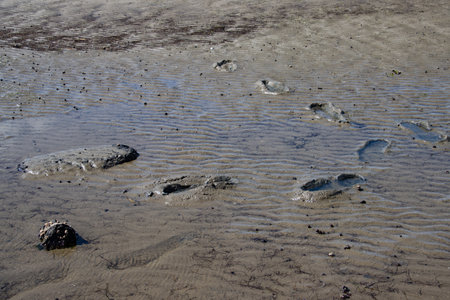 Footprints in the mud of the wadden sea at low tide