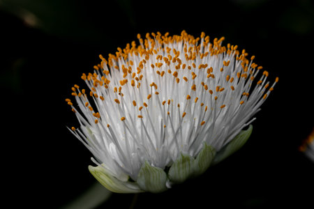 Close up of the blossom of the paintbrush plant isolated on black background, also called Haemanthus...