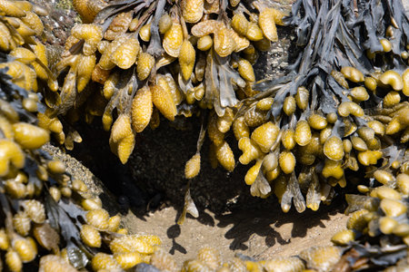 Spiral wreck seaweed growing on a beach, Fucus spiralis