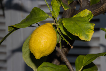 Close up of a lemon hanging on a branch of a lemon treeの写真素材