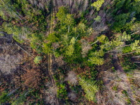 Aerial view of a mixed forest with conifer, dead and bare treesの写真素材