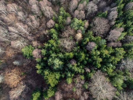 Aerial view of a mixed forest with conifer, dead and bare trees