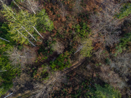 Aerial view of a mixed forest with conifer, dead and bare treesの写真素材