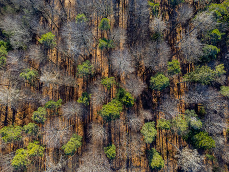 Aerial view of a mixed forest casting long shadows with conifer, dead and bare treesの写真素材