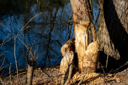 Tree trunk damaged by a beaverの写真素材