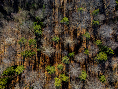 Aerial view of a mixed forest casting long shadows with conifer, dead and bare trees