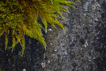 Fresh green moss on old dirty concrete wall for background with copy spaceの写真素材