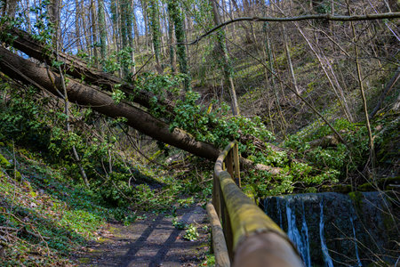 Fallen tree trunk destroying a wooden railing on a footpath in the forest