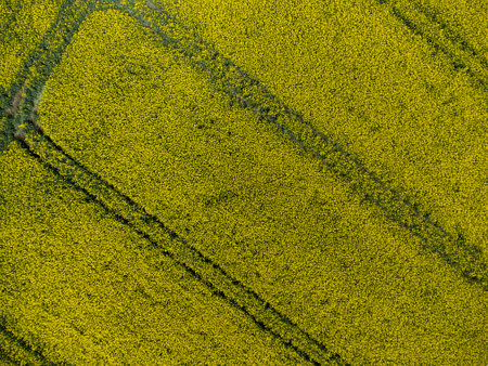 Aerial view of tractor tracks in a yellow rapeseed field for natural backgroundの写真素材