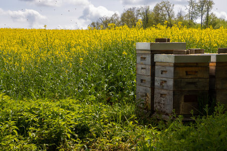 Wooden bee hive beside a yellow blooming rapeseed fieldの写真素材