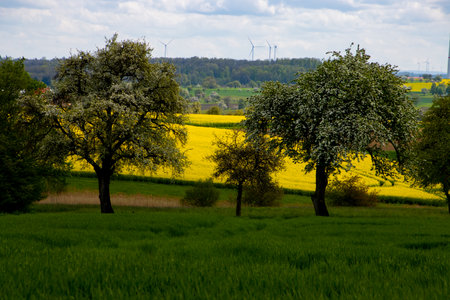 Yellow blooming rapeseed field behind treesの写真素材
