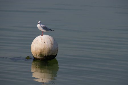 Seagull standing on a white round buoy with copy spaceの写真素材