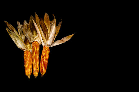 Corn on a cob isolated on black backgroundの写真素材