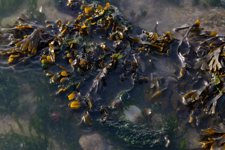 Close up of seaweed in the waterの写真素材