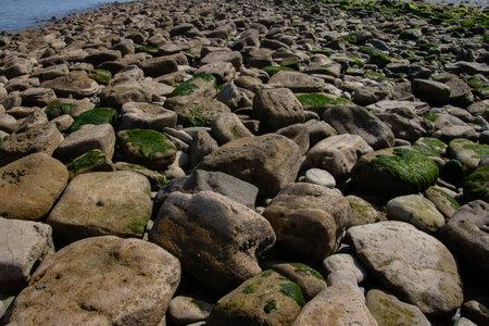 Stones covered with green algaeの写真素材