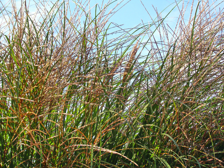 Colored dark grasshings in autumn windの写真素材