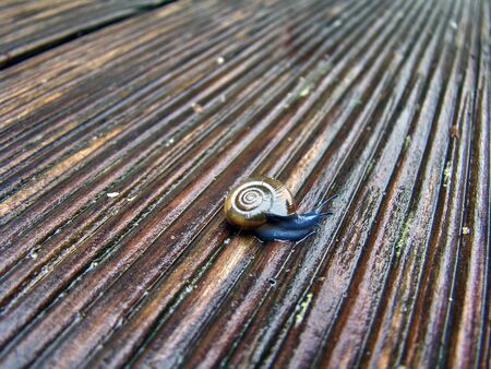 A snail oxychilidae hiding in your spiral house on a wooden terraceの写真素材