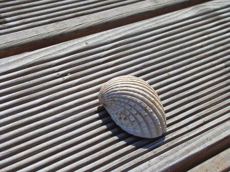 Closeup of one wonderful textured sea shell on a wooden terrace in the lower area and with copy space in the upper aera.の写真素材
