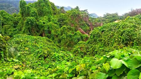 The green and fresh nature on the island of Seychellesの写真素材