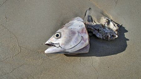 Remains of a fish lie in the sand on the beach. To look at is the head of a fish with small flies on...