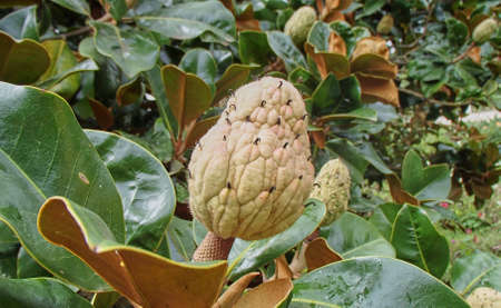 Made in Brazil Atlantic island of Madeira called Annona squamosa or Proteaの写真素材