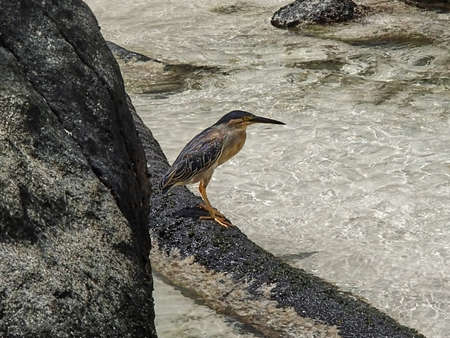 A mangrove heron bird, called Butorides striata keeps looking for food. He squats on a wooden base...