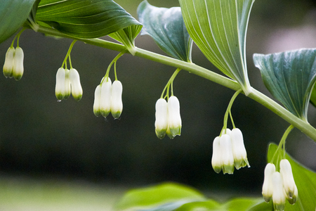 several little groups of closed white bellflower flowers hanging from a green rispの写真素材
