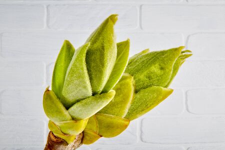 two closed green fresh fruit buds as closeup in front of a white brick wallの写真素材