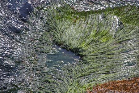 green seaweed and sea grass on a wet rock washed over with salt water